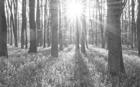 Foto Sonnenlicht scheint durch Wald